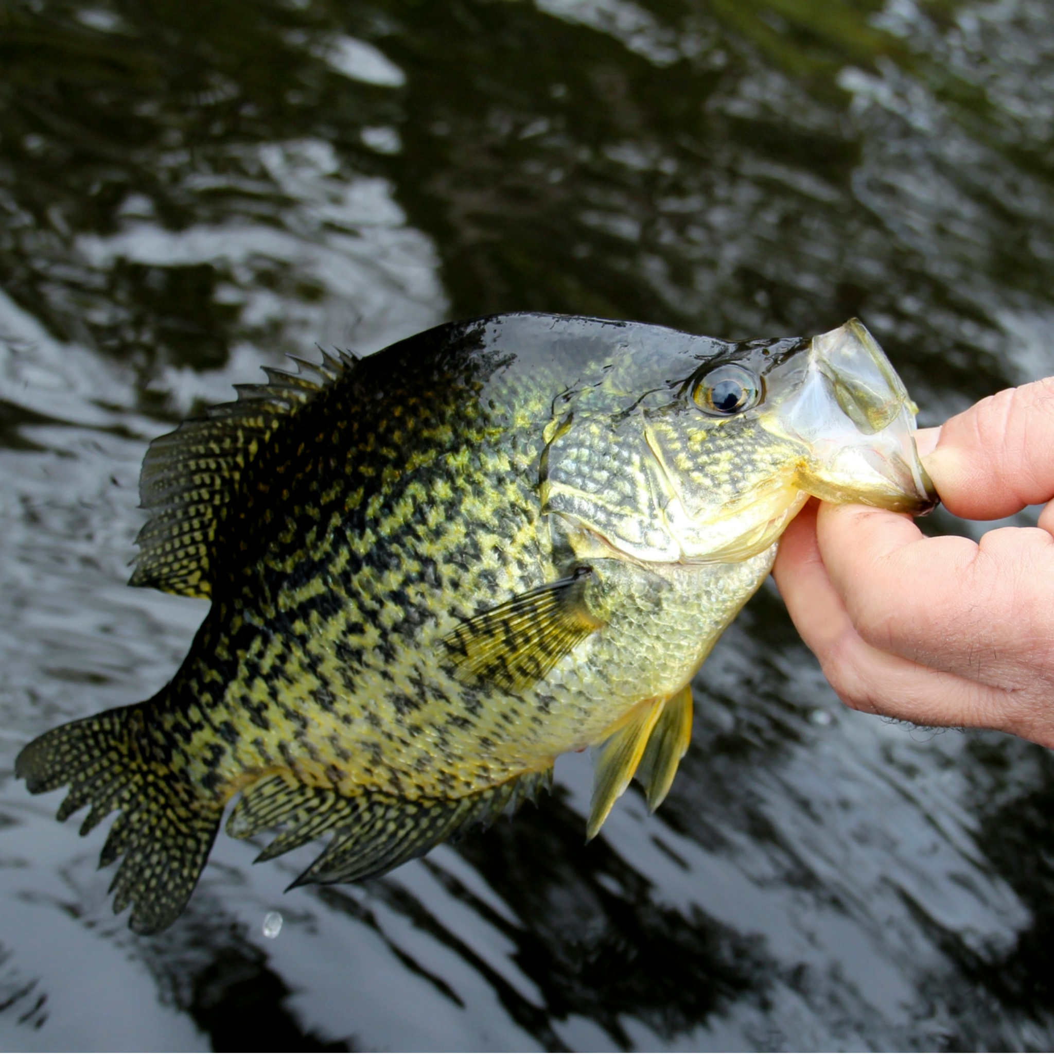 Crappie & Panfish