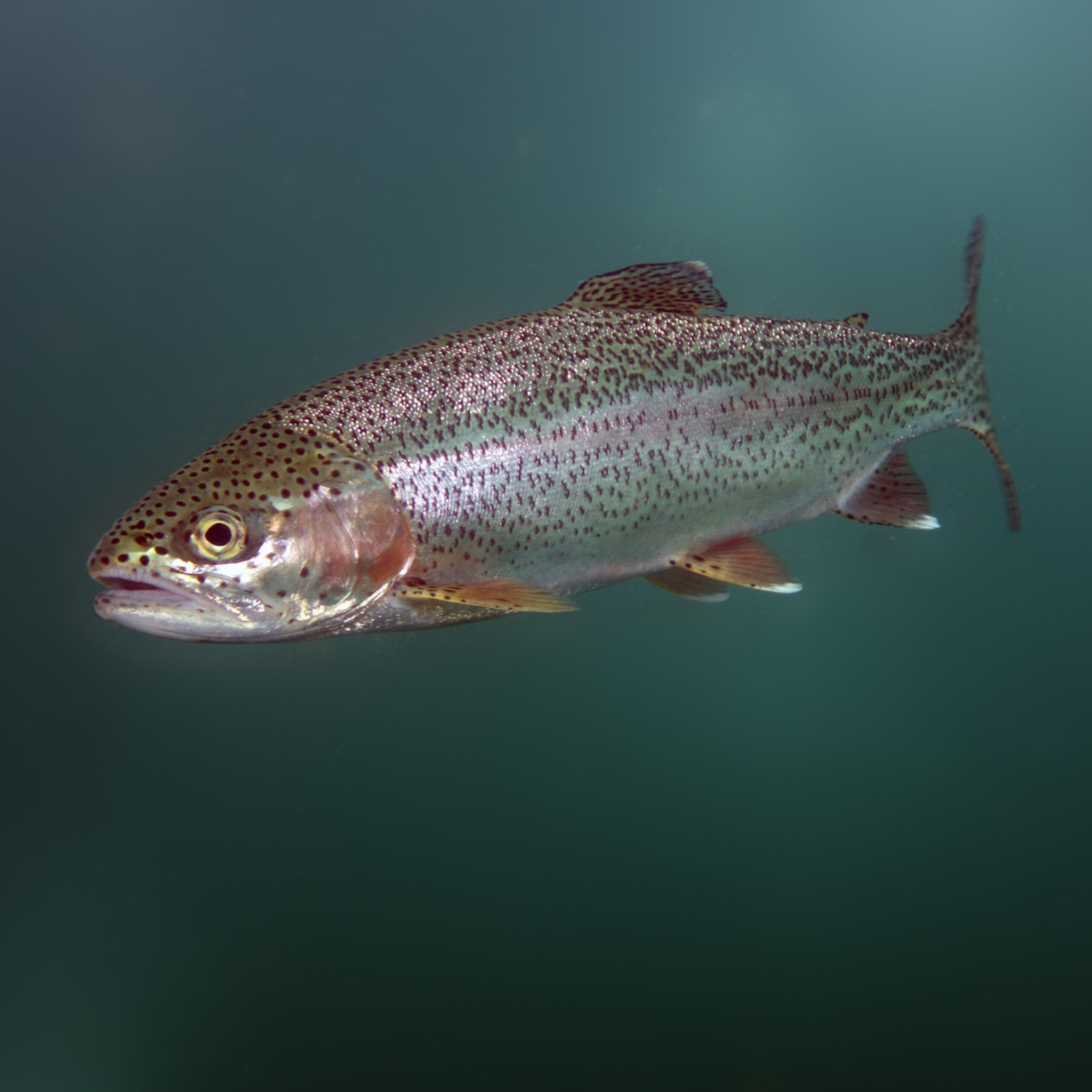 Trout Fishing