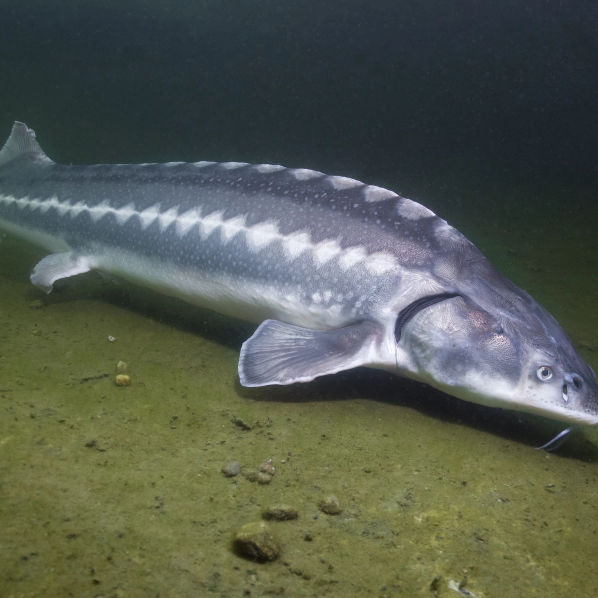 Sturgeon