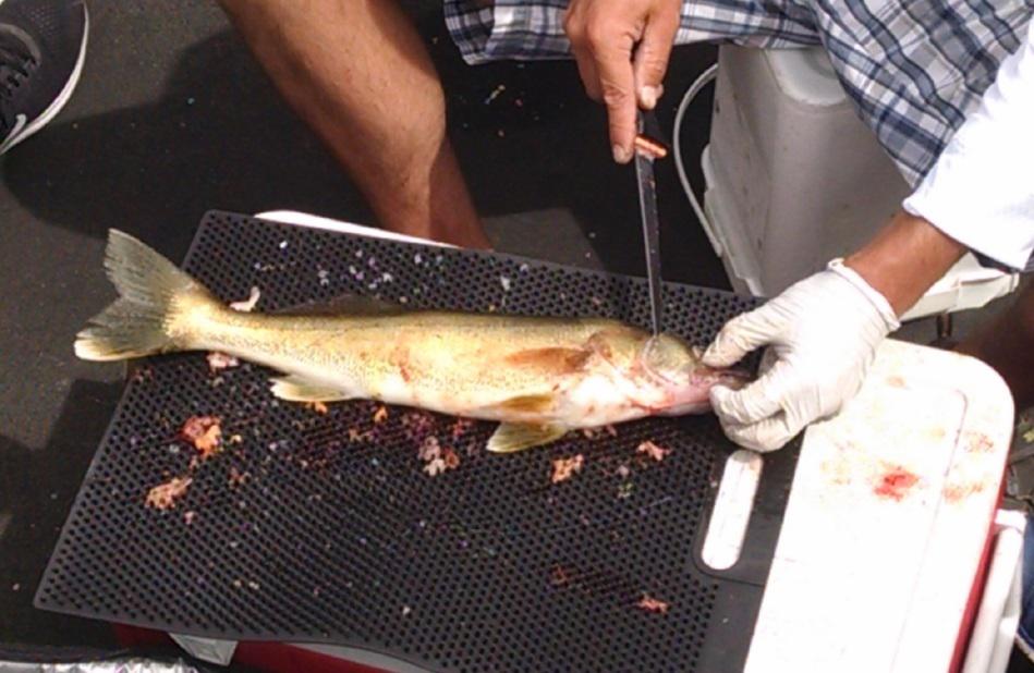 Fillet Away Fish Mat 14” x 19” Black