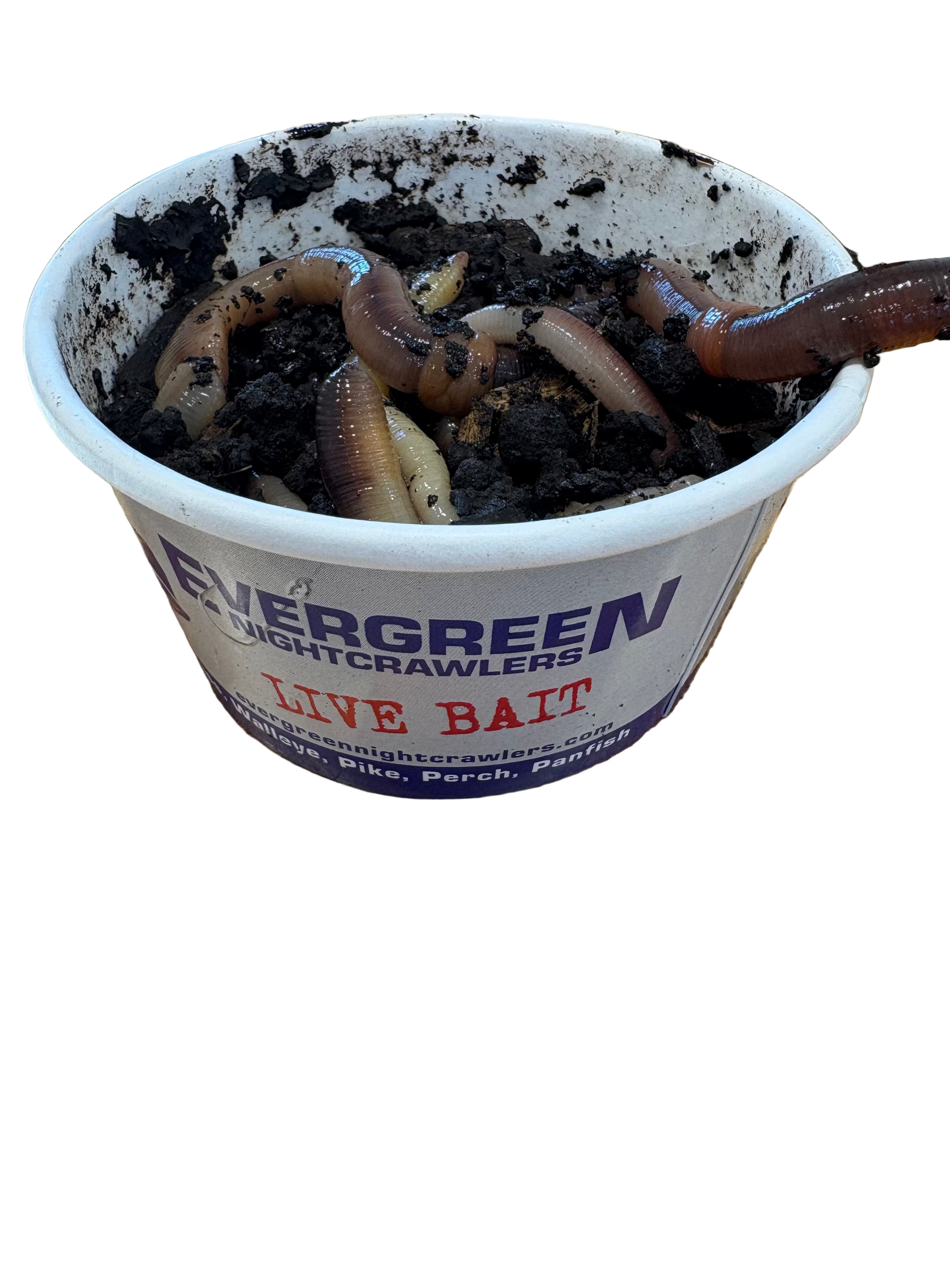 Container of live earthworms labeled 'Evergreen Nightcrawlers Live Bait' on a wooden surface.