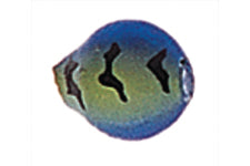 Yakima Bait Lil Corky 6-Pack