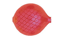 Yakima Bait Lil Corky 6-Pack