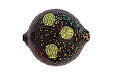 Yakima Bait Lil Corky 6-Pack