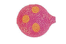 Yakima Bait Lil Corky 6-Pack