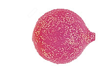 Yakima Bait Lil Corky 6-Pack