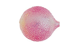 Yakima Bait Lil Corky 6-Pack