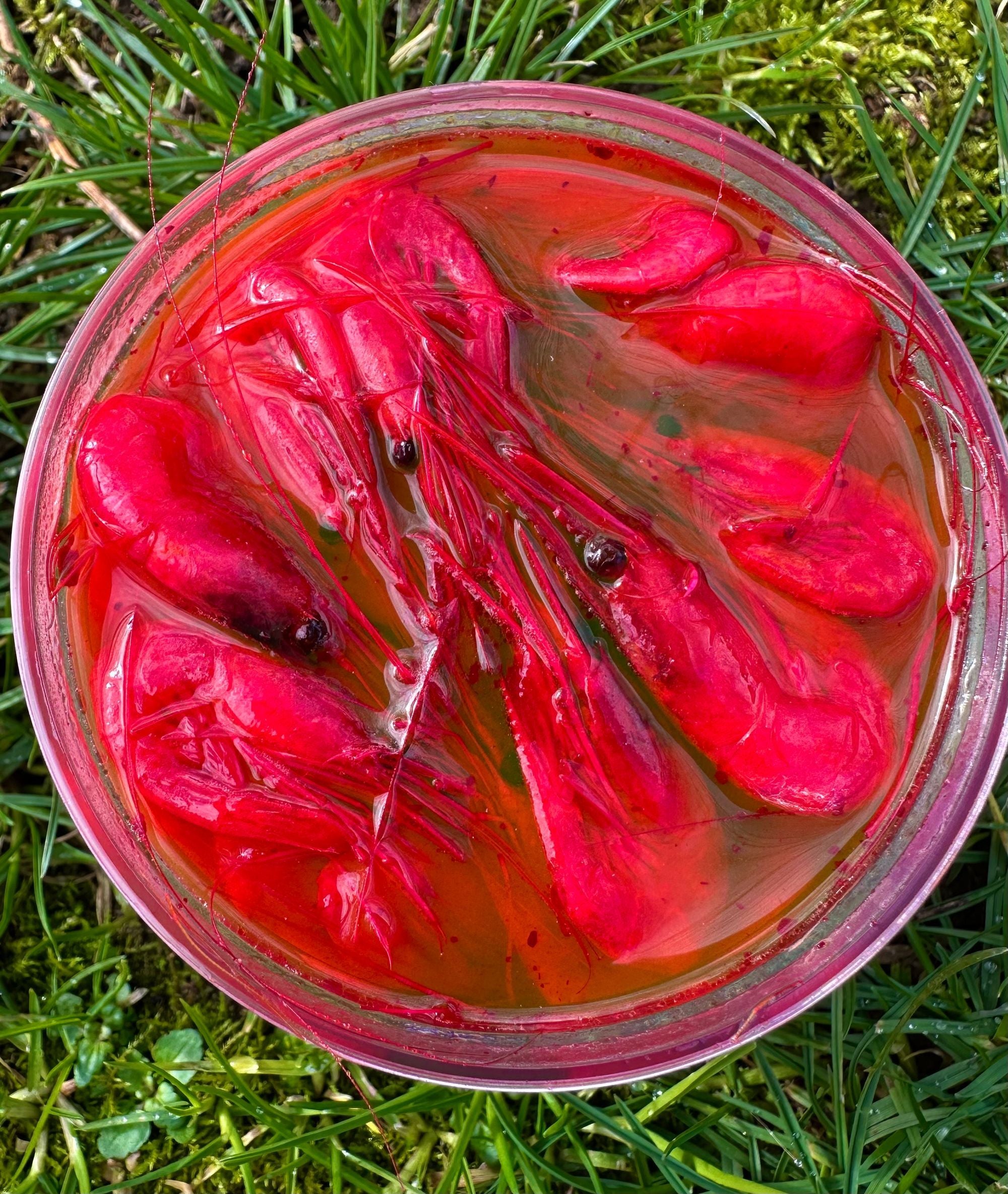 Millennial Bait Company Coon Shrimp