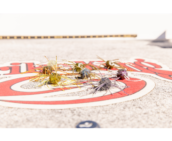 Strike King Tumbleweed 3" Salted