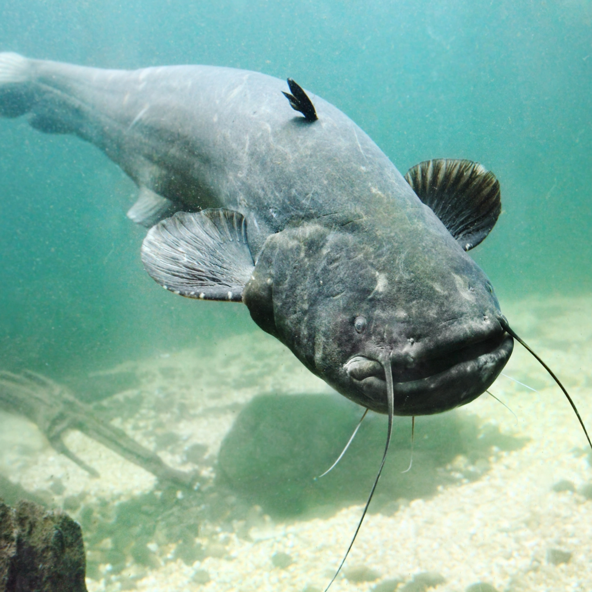 Catfish Fishing
