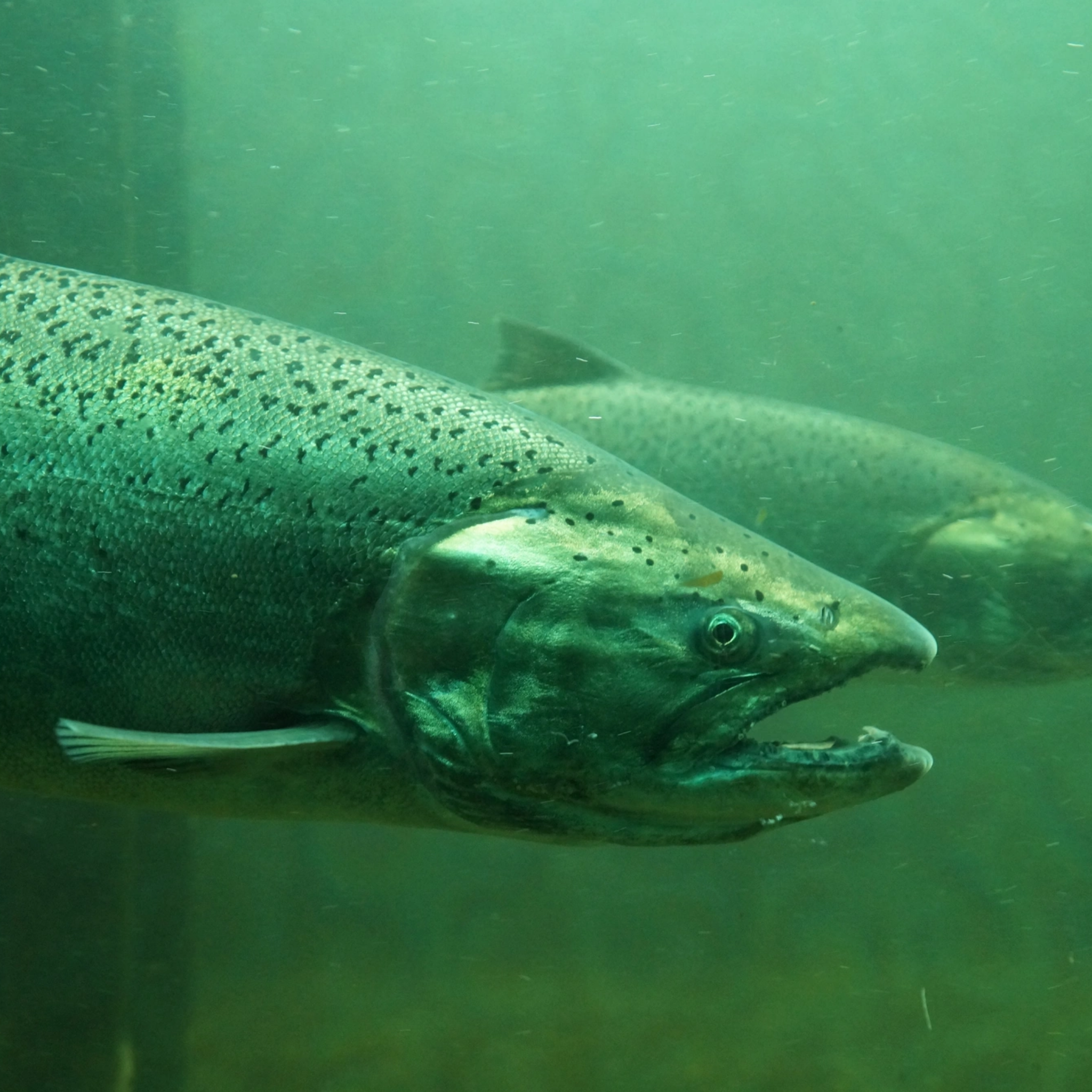 Salmon & Steelhead Fishing