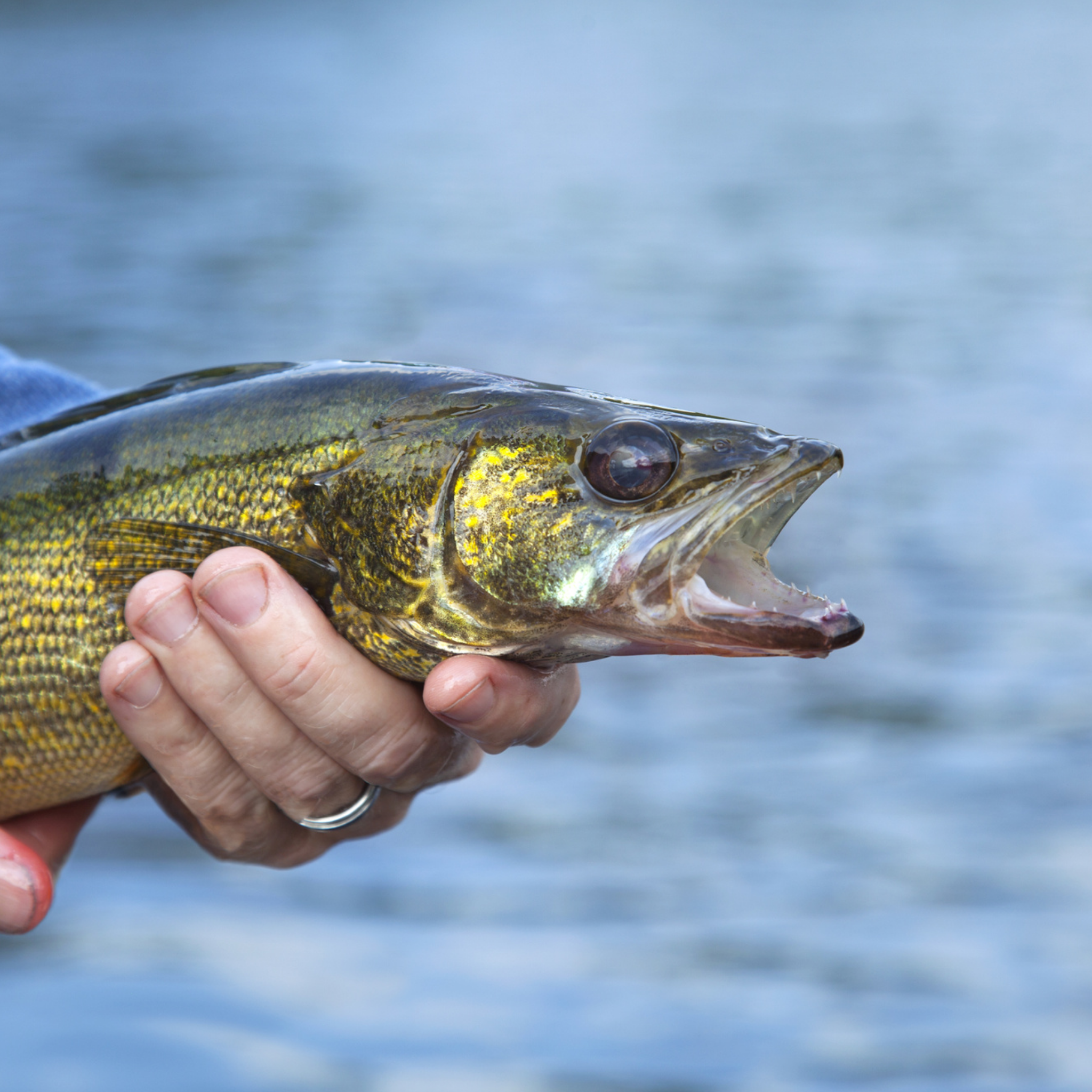 Walleye Fishing